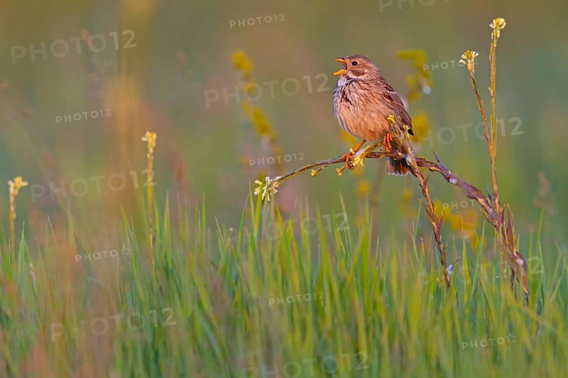 Corn Bunting, Miliaria calandra, Emberiza calandra, Bruant proyer, Triguero, Bad D¸rkheim district, Erpolzheim, Rhineland-Palatinate, Germany