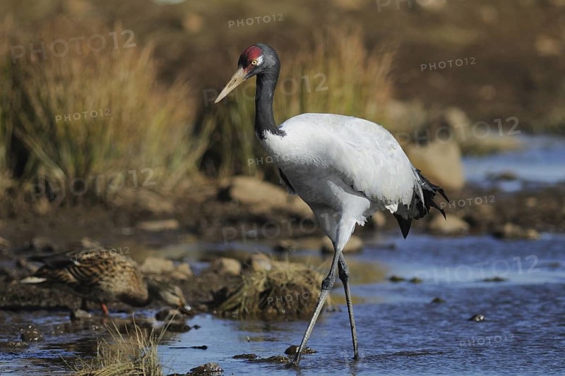 Black-necked Crane (Grus nigricollis), Dashanbo, China