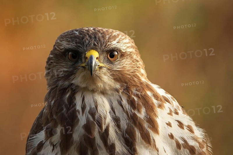 Common Buzzard (Buteo buteo), Lower Saxony, Germany