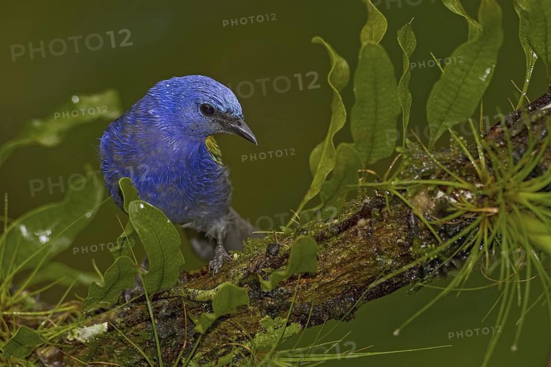 Golden-chevroned Tanager (Thraupis ornata), Atlantic rainforest, Brazil