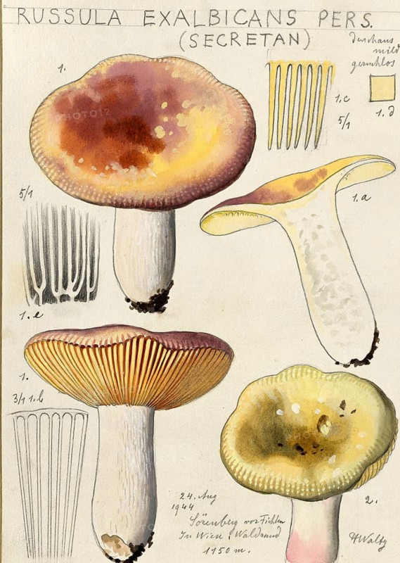 Mushroom, Mushrooms, Fading russula or Fading birch russula, Russula exalbicans, syn. Russula pulchella, authentic reproduction of an illustration by Hans Walty (1868-1948) from about 1915, historical