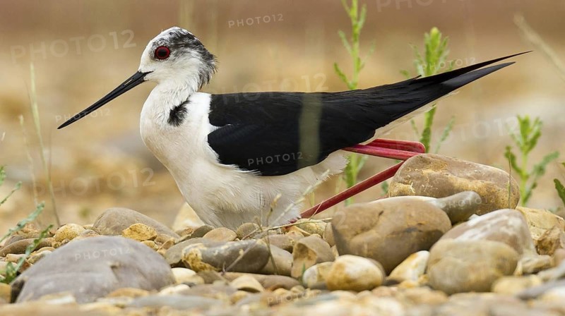 Black-winged Stilt (Himantopus himantopus), Castile, Spain