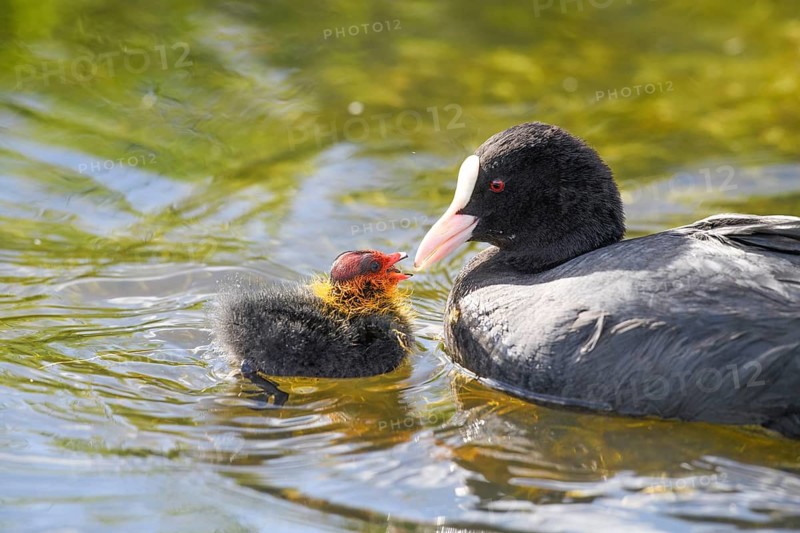 A coot Eurasian Coot (Fulica atra) feeding its young bird, Dümmer nature park Park, Lower Saxony, Germany