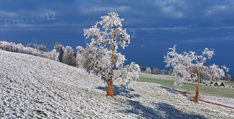 Winter landscape with trees and meadows in hoarfrost, Beinwil, Freiamt, Canton of Aargau, Switzerland