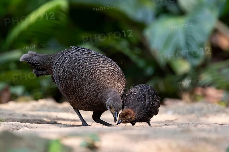 Grey Peacock-Pheasant (Polyplectron bicalcaratum) female foraging with chick, Yunnan, China