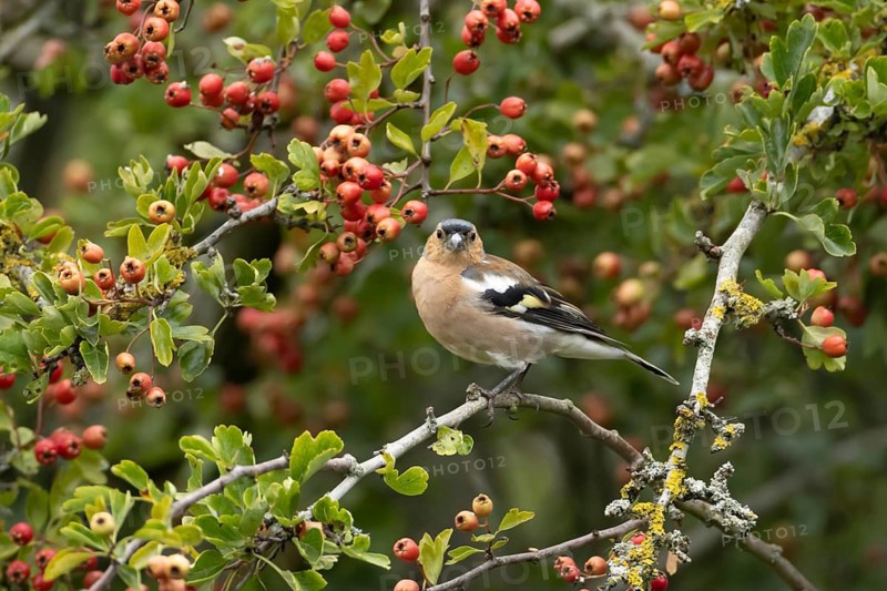 Eurasian chaffinch (Fringilla coelebs) adult male garden bird in a Hawthorn tree full of red berries in summer, Suffolk, England, United Kingdom