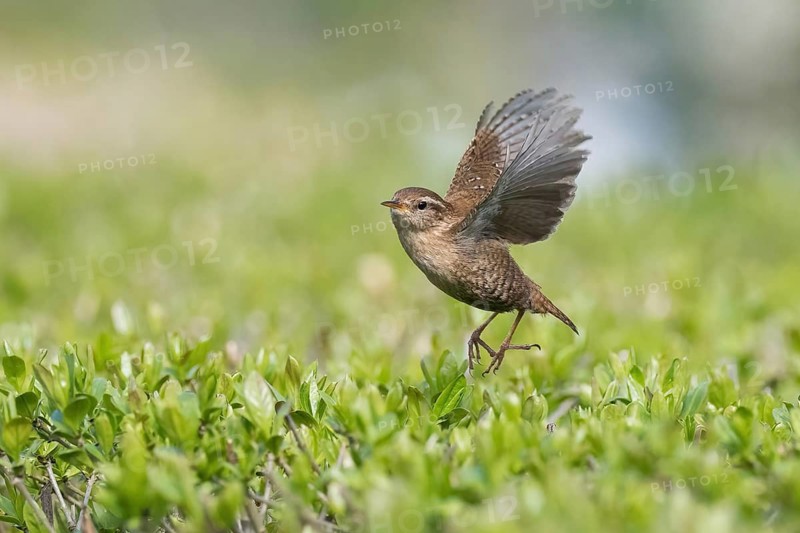 A wren (Troglodytes troglodytes) takes off and flies over green vegetation, Hesse, Germany