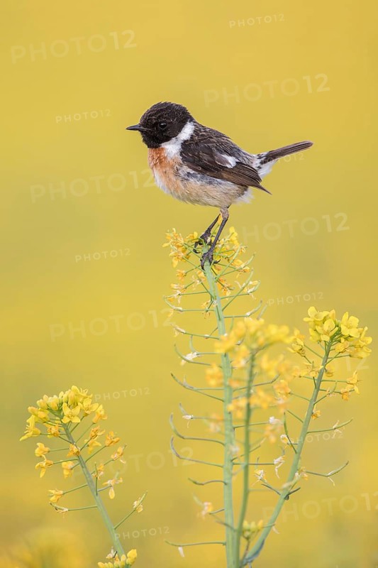 European Stonechat (Saxicola rubicola) male perched in a rape field, Poland