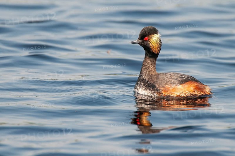 Black-necked Grebe (Podiceps nigricollis) in its plumage, Goldenstedter Moor, Goldenstedt, Lower Saxony, Germany