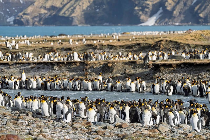 King penguins (Aptenodytes patagonicus), large colony on coast with stream, mountains in background, St. Andrews Bay, South Georgia
