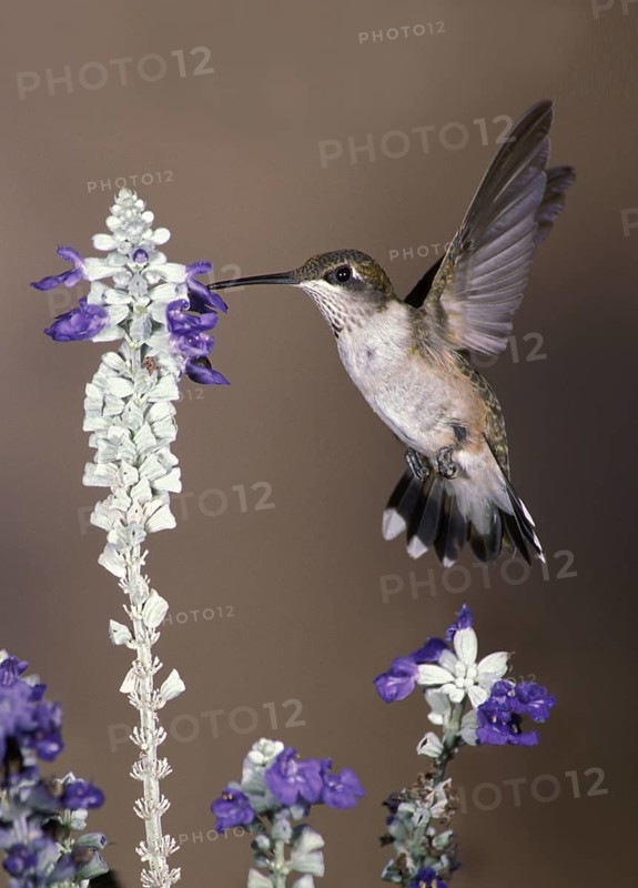 Ruby-throated Hummingbird (Archilochus colubris), Texas, USA