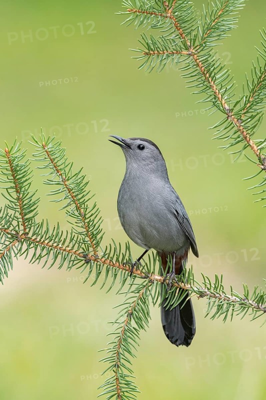 Grey Catbird (Dumetella carolinensis) perched on a branch, Texas, USA