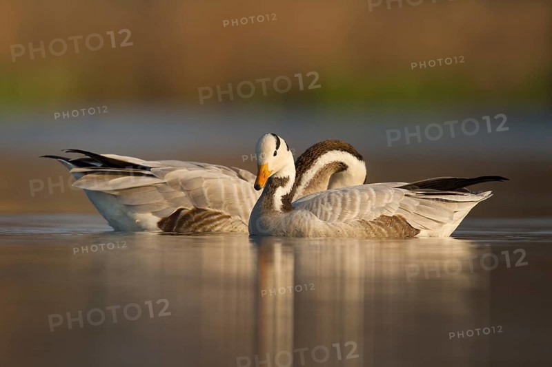 Bar-headed Goose (Anser indicus) pair, Utrecht, Netherlands