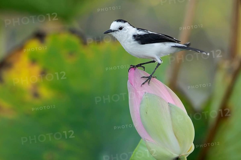 Pied Water-Tyrant (Fluvicola pica) perched on a branch in the rainforest of Guyana