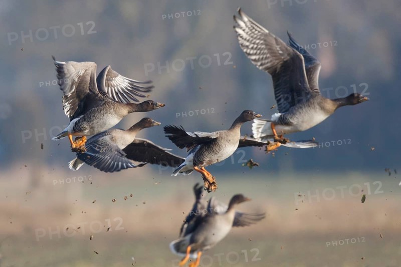 Taiga Bean Goose (Anser fabalis) group flying, North Rhine-Westphalia, Germany