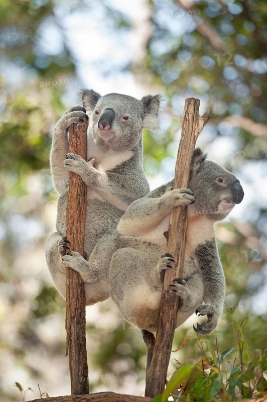 Koalas (Phascolarctos Cinereous) climbing tree, Brisbane, Queensland, Australia