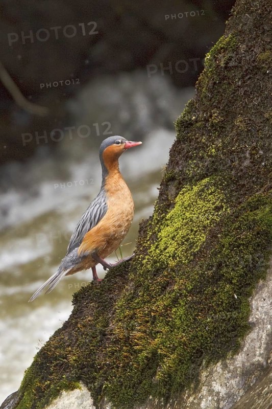 Torrent Duck (Merganetta armata) female, Ecuador