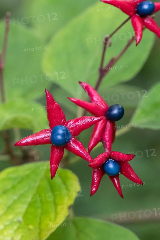 Japanese lotus tree (Clerodendrum trichotomum var. fargesii), Berggarten, Germany