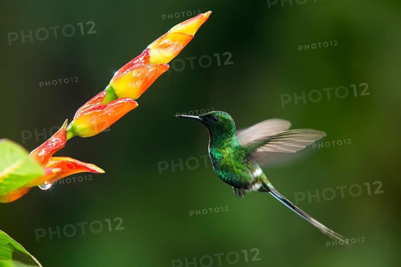 Green Thorntail (Discosura conversii) male flying and feeding on flower nectar, Pichincha, Ecuador