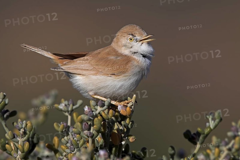 African Desert Warbler (Sylvia deserti) singing, Morocco