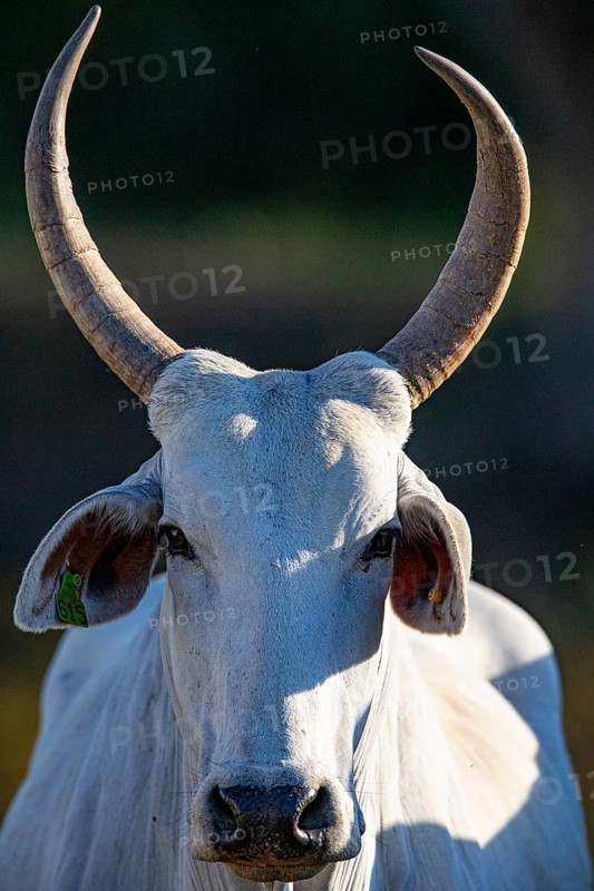 Nelore Cattle Pantanal Brazil