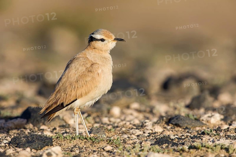Cream-colored Courser (Cursorius cursor) perched on the ground, Fuerteventura, Spain