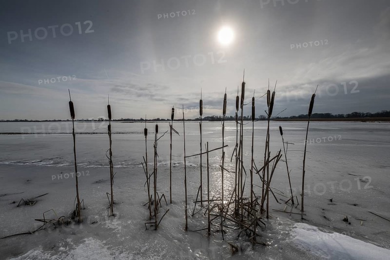 Cattail (Typha latifolia) on a flooded meadow, Lower Saxony, Germany