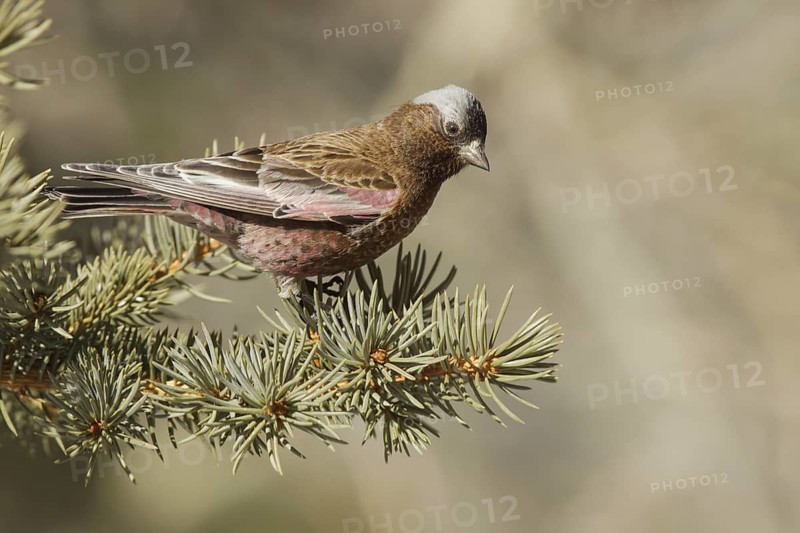 Grey-crowned Rosy Finch (Leucosticte tephrocotis), California, USA