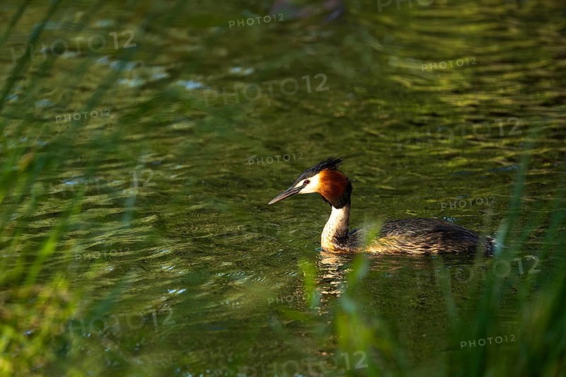 A great crested grebe (Podiceps cristatus) in Lake Alexandrina. Canterbury, South Island, New Zealand