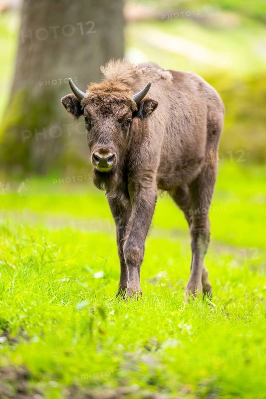 European bison (Bison bonasus) walking on a meadow in summer, Bavarian Forest, Germany