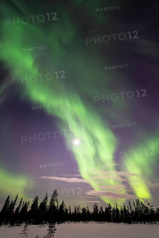 Northern Lights (Aurora borealis), Muddus National Park, Laponia World Heritage Site, Norrbotten, Lapland, Sweden, April 2025