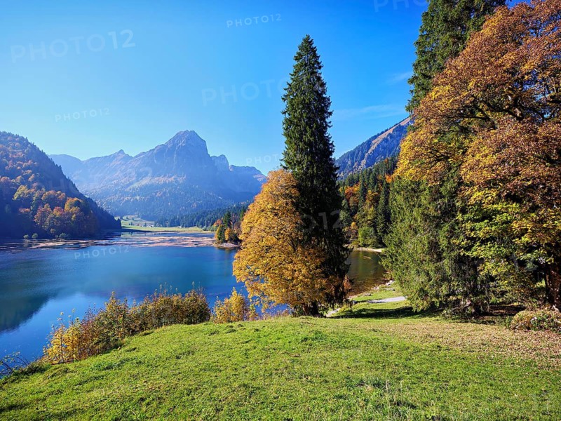 Autumn-coloured sycamore maple (Acer pseudo plantanus), at Obersee, Näfels, Canton Glarus, Switzerland