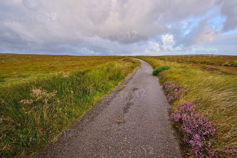 Narrow path through green fields under a cloudy sky with heather on the wayside, Moine House, Moine Track, Lairg, Scotland, United Kingdom, Great Britain