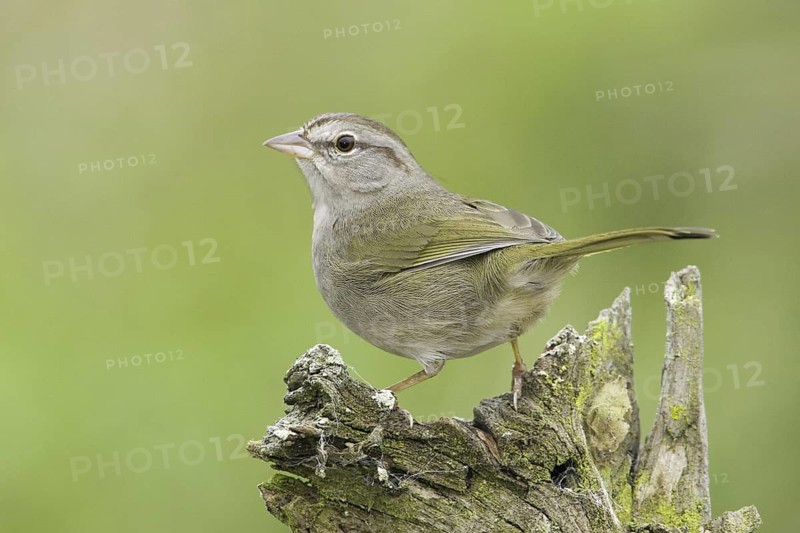 Olive Sparrow (Arremonops rufivirgatus), Texas, USA