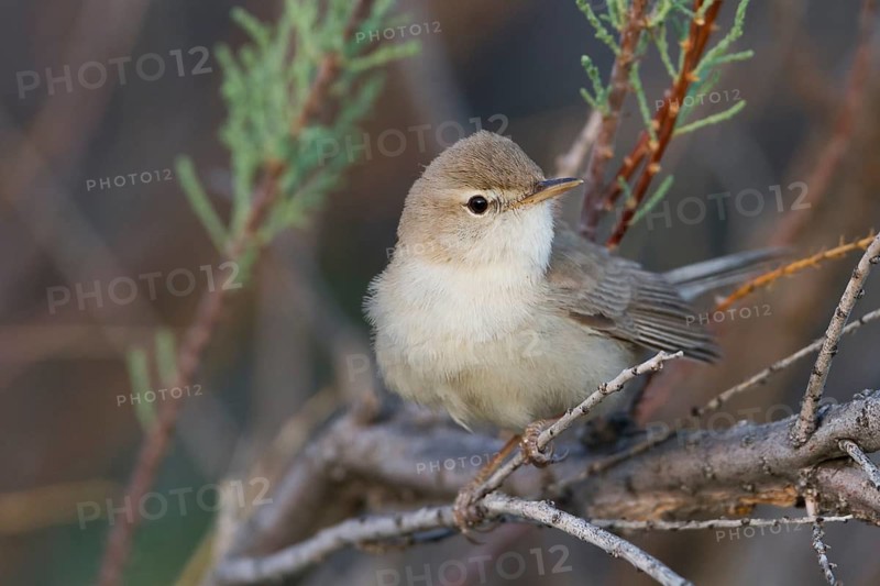 Syke's Warbler - Steppenspötter - Iduna rama, Kazakhstan