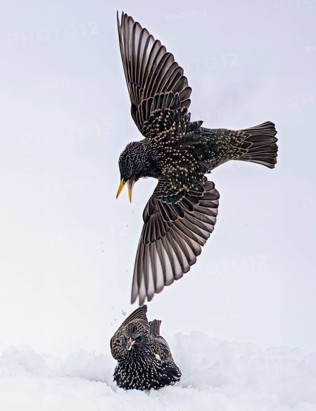 Starling (Sturnus vulgaris), close-up, two adult birds attacking each other in flight in an aggressive territorial fight in winter in the snow, Baden-Württemberg, Germany
