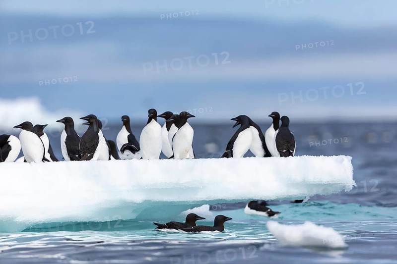 Thick-billed guillemot (Uria lomvia) on an ice floe, sea, water, alcids (Alcidae), Alkefjellet, Spitsbergen, Svalbard