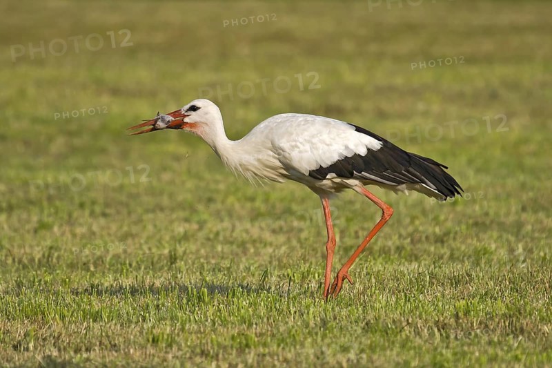White Stork (Ciconia ciconia) eating a mouse, Bavaria, Germany