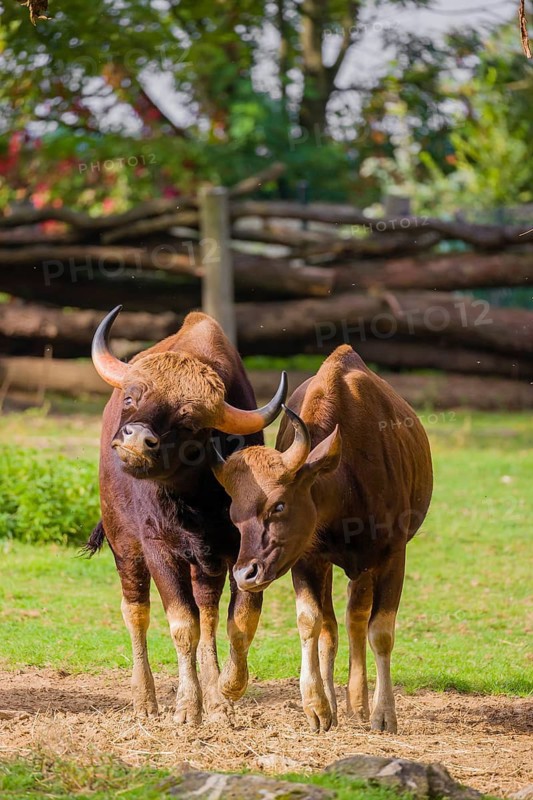 A male and a female Gaur (Bos gaurus gaurus) stand side by side on a green meadow