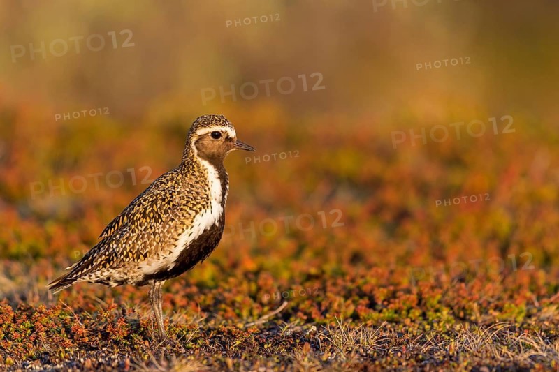 Golden plover, (Pluvialis apricaria), Charadrius apricaria, plover family, Varanger, Finnmark, Norway