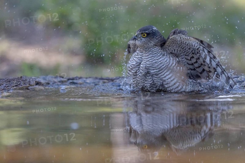Sparrowhawk (Accipiter nisus), bathing, Catalonia, Spamia