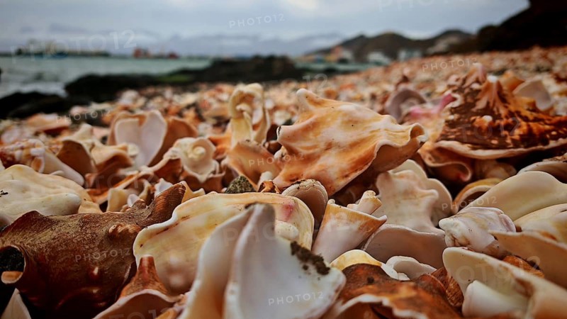 Close-up, Large number of shells (concha) lying on the beach in a natural coastal area, Mindelo, Sao Vicente, Cabo Verde, Cape Verde, Cape Verde