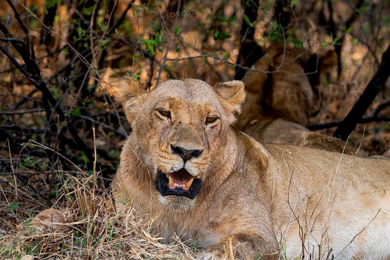 Lioness (Panthera leo), lying in the shade, animal portrait, Moremi Game Reserve, Botswana