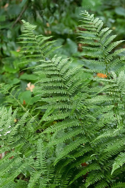 Worm fern (Dryopteris filix-mas 'Furcans'), Berggarten, Germany