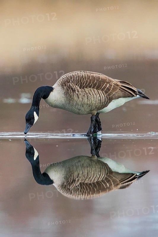 Canada Goose (Branta canadensis) on ice, Baden-Wuerttemberg, Germany