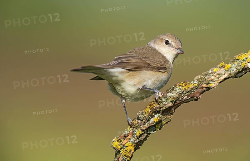 Garden Warbler (Sylvia borin) perched on a branch, Aosta Valley, Italy