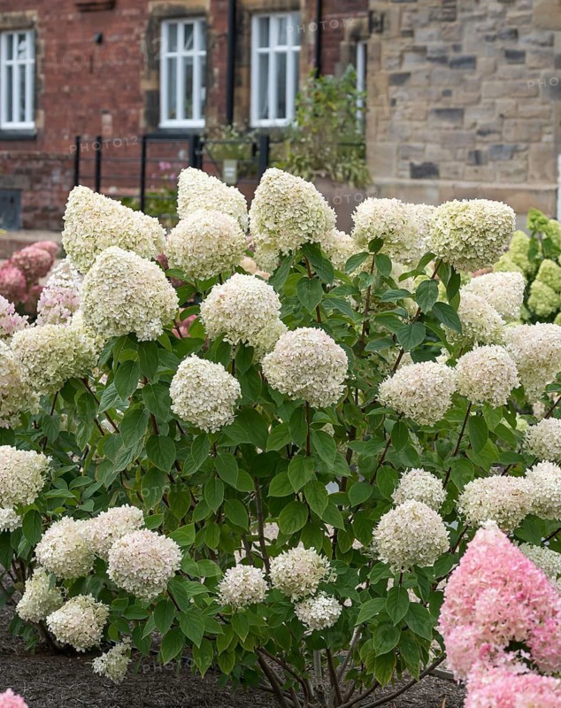 Panicle hydrangea (Hydrangea paniculata 'Limelight'), RHS Bridgewater, Great Britain