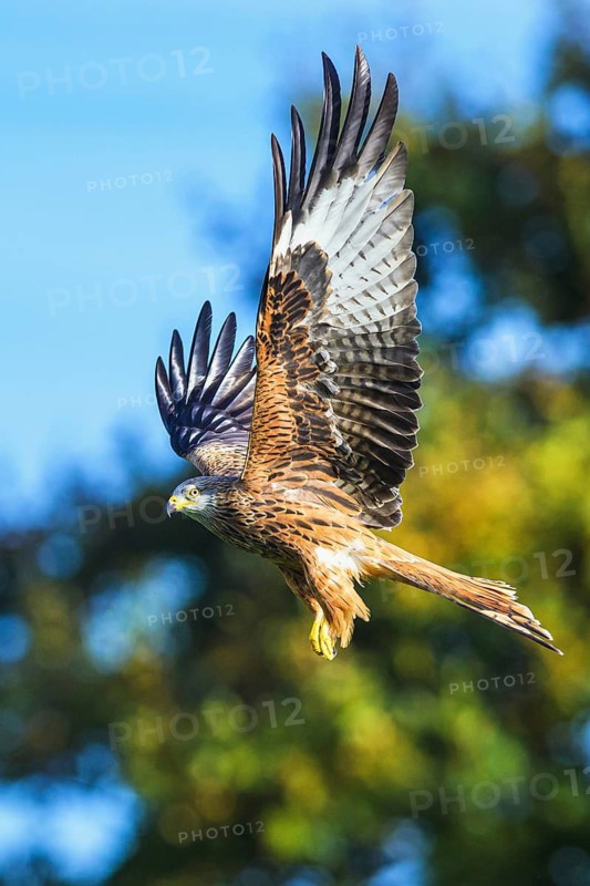 Red Kite, Milvus milvus, bird in flight