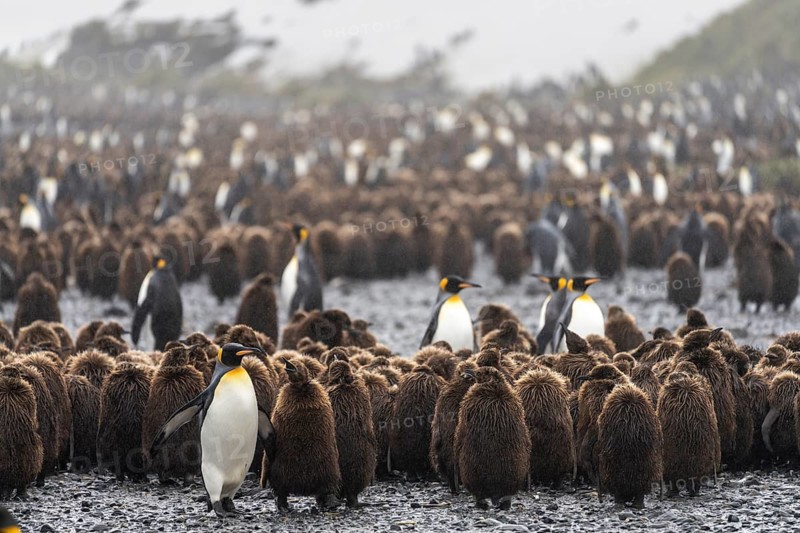 King penguins (Aptenodytes patagonicus), adult birds between chicks in brown down plumage, breeding colony in the rain, Salisbury Plain, South Georgia