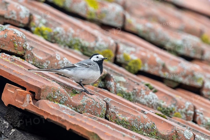 White wagtail (Motacilla alba), Emsland, Lower Saxony, Germany